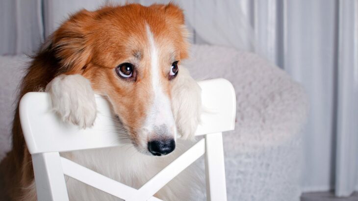 犬に『言ってはいけないNGワード』5選　愛犬を悲しませるネガティブな言葉やかけるべきフレーズまで(ブログ)