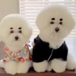 モフモフの兄妹犬と一緒に暮らした結果→想定以上に似てきて…『シンクロ率が高すぎる光景』が7万再生「似すぎてて悶えた」「可愛い」と絶賛(ブログ)