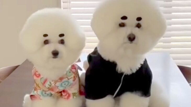 モフモフの兄妹犬と一緒に暮らした結果→想定以上に似てきて…『シンクロ率が高すぎる光景』が7万再生「似すぎてて悶えた」「可愛い」と絶賛(ブログ)