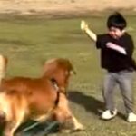 男の子と凧上げ→手が離れ飛んでいってしまったら、大型犬が…まさかの『天才すぎる行動』に「素晴らしい連携プレー」「素敵な家族」と絶賛(ブログ)