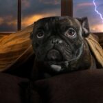 犬が『何かに怯えている時』にする仕草や行動6選　飼い主が取るべき対処法とは？(ブログ)