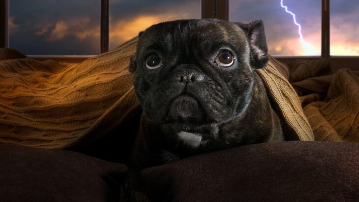 犬が『何かに怯えている時』にする仕草や行動6選　飼い主が取るべき対処法とは？(ブログ)