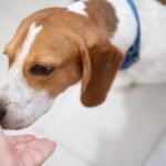 犬が初めて会う人の『ニオイ』を嗅ぐ理由4つ　入念にチェックする目的から安心させる対応方法まで(ブログ)