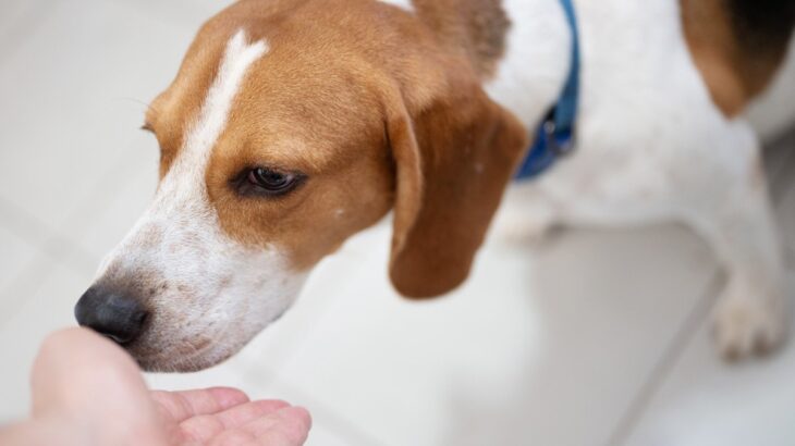 犬が初めて会う人の『ニオイ』を嗅ぐ理由4つ　入念にチェックする目的から安心させる対応方法まで(ブログ)