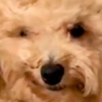 音に反応して、昼寝から飛び起きた犬→衝撃的すぎる『寝起きの表情』が175万再生「形状記憶しすぎｗｗ」「押し入れに詰められたぬいぐるみ」(ブログ)