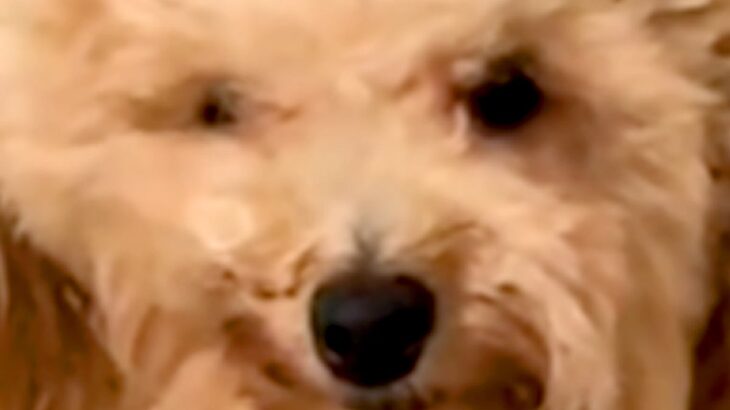 音に反応して、昼寝から飛び起きた犬→衝撃的すぎる『寝起きの表情』が175万再生「形状記憶しすぎｗｗ」「押し入れに詰められたぬいぐるみ」(ブログ)