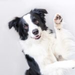 『お利口すぎる犬』の飼い主が悩むこと5つ　賢すぎるが故の問題点まで解説(ブログ)