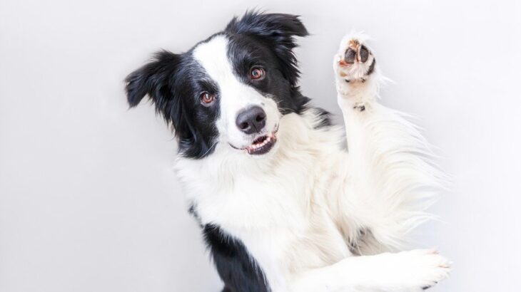 『お利口すぎる犬』の飼い主が悩むこと5つ　賢すぎるが故の問題点まで解説(ブログ)