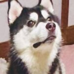 『破壊神』と呼ばれるハスキーの子犬→一瞬目を離した結果…想定を超える惨状と『まさかの表情』に「なぜ被害者面ｗ」「破壊の美学」と1万いいね(ブログ)