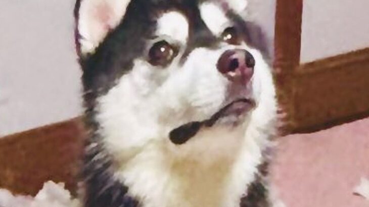 『破壊神』と呼ばれるハスキーの子犬→一瞬目を離した結果…想定を超える惨状と『まさかの表情』に「なぜ被害者面ｗ」「破壊の美学」と1万いいね(ブログ)