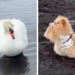 フレンドリーな犬が『白鳥』と出会った結果→想定外だった『まさかの行動』が323万表示「ポケモンバトル始まってて草」「可愛すぎるｗｗ」(ブログ)