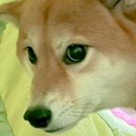 生後5ヵ月の赤ちゃんチワワに吠えられた犬→恐怖に怯えた『まさかのリアクション』に2万いいね「可愛すぎｗ」「狼に近い遺伝子とは」と爆笑(ブログ)