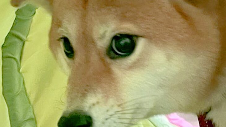 生後5ヵ月の赤ちゃんチワワに吠えられた犬→恐怖に怯えた『まさかのリアクション』に2万いいね「可愛すぎｗ」「狼に近い遺伝子とは」と爆笑(ブログ)