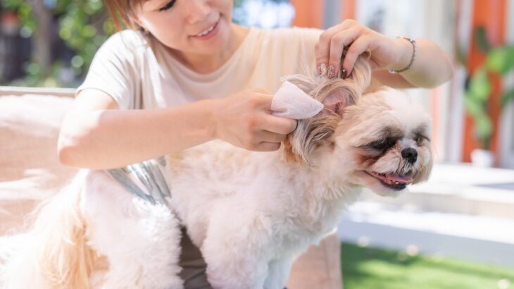 犬を『トリミング』する頻度はどれくらい？犬種や年齢別の目安から定期的なカットの必要性まで(ブログ)