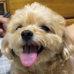おじいちゃんが『いる時』と『いない時』の犬を比較→想定以上に『別犬のようになる光景』が166万表示「不在時は充電中」「いる時可愛すぎｗ」(ブログ)