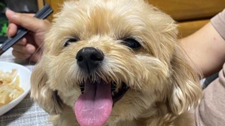 おじいちゃんが『いる時』と『いない時』の犬を比較→想定以上に『別犬のようになる光景』が166万表示「不在時は充電中」「いる時可愛すぎｗ」(ブログ)
