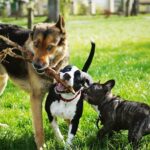 『負けず嫌いな犬』がみせる共通点5選　主な特徴や攻撃的な態度をとってきたときの正しい対応まで(ブログ)