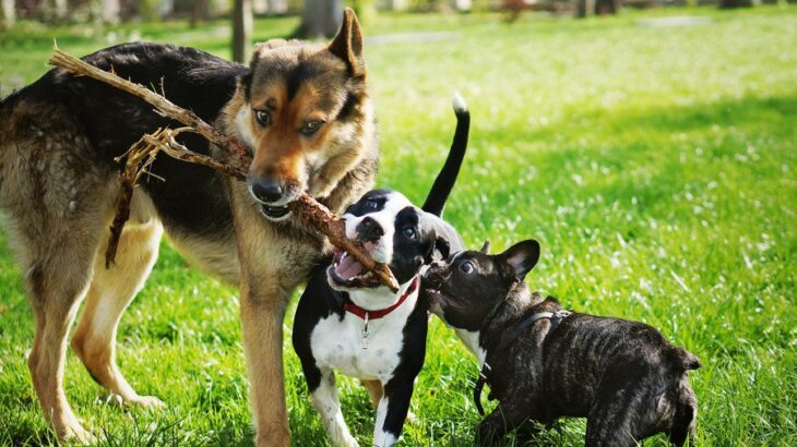 『負けず嫌いな犬』がみせる共通点5選　主な特徴や攻撃的な態度をとってきたときの正しい対応まで(ブログ)