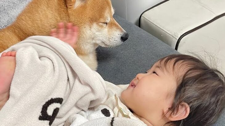 １歳の女の子が『ワンコと一緒にお昼寝したい』と言っていたら…あまりにも尊い『お誘いに乗ってあげる光景』が30万再生「愛が詰まってる」の声(ブログ)