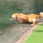 池に飛び込む大型犬→優雅に泳ぐのかと思いきや…想像もできなかった『まさかの泳ぎ方』が57万再生「クロール？ｗ」「息継ぎ可愛すぎ」と爆笑(ブログ)