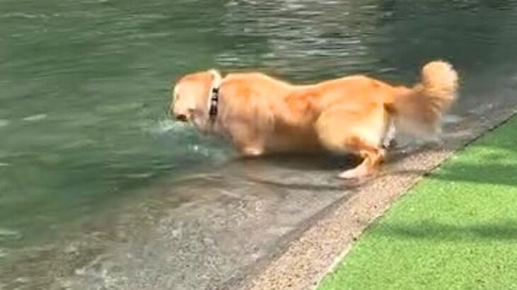池に飛び込む大型犬→優雅に泳ぐのかと思いきや…想像もできなかった『まさかの泳ぎ方』が57万再生「クロール？ｗ」「息継ぎ可愛すぎ」と爆笑(ブログ)