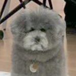 仕事のミーティングに参加した犬→『何用かね…？』想像を超える『まさかの仕事っぷり』が183万表示「素敵な会議室」「ぜひ働きたい」と絶賛(ブログ)