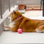 隣家の子どもと『遊ぶ約束』をした犬→毎日待ち続けて…あまりにも『尊い光景』が108万再生　もはや不審者ばりの姿にほっこりが止まらない(ブログ)