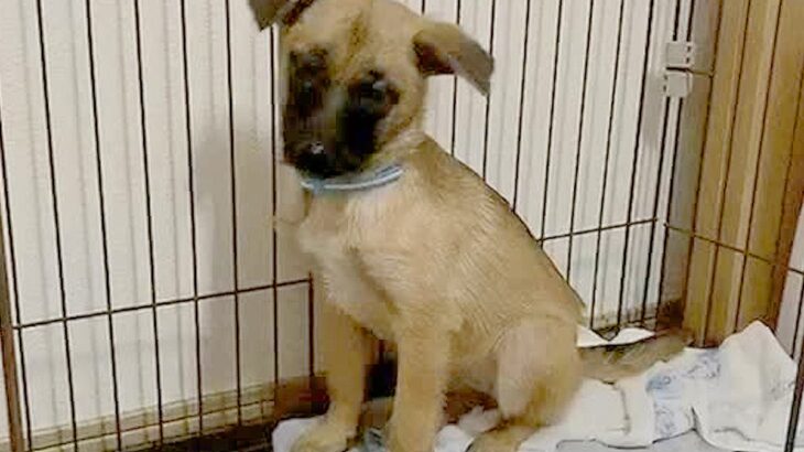ひどく怯えていた野犬をお迎え→愛情を注ぎ続けた結果…想像もできなかった『現在の光景』に「赤ちゃんになってる」「中身人間でしょｗ」と1万再生(ブログ)