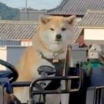 乗り物が好きすぎる柴犬→人間以上に乗りこなす『まさかの光景』が面白可愛いと47万再生「俺より乗り物乗ってるｗ」「ショベルカー欲しいの草」(ブログ)