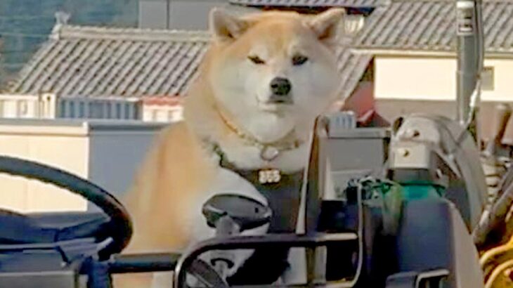 乗り物が好きすぎる柴犬→人間以上に乗りこなす『まさかの光景』が面白可愛いと47万再生「俺より乗り物乗ってるｗ」「ショベルカー欲しいの草」(ブログ)