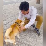 出張帰りのパパを犬と迎えに行った結果→久々の再会で『熱烈大歓迎』かと思ったら…予想外だった『まさかの光景』が55万再生「クールで草」(ブログ)