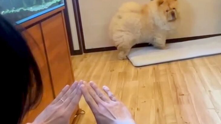 大型犬を呼んだら『別の場所から呼ばれている』と勘違いして…飼い主に気付いた瞬間の『100点満点な反応』が192万再生「色んな意味で天才」(ブログ)