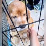 たまたま行った譲渡会で『何歳かわからない犬』と出会った結果…愛しくてたまらない『現在の様子』が139万再生「初めての笑顔で泣いた」(ブログ)