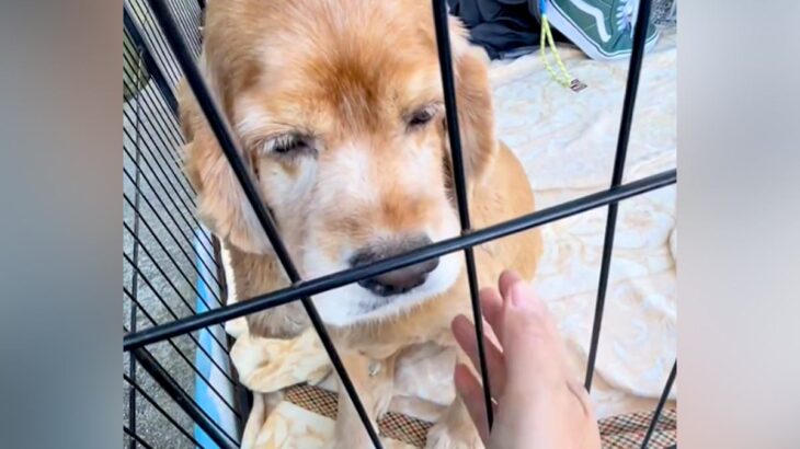 たまたま行った譲渡会で『何歳かわからない犬』と出会った結果…愛しくてたまらない『現在の様子』が139万再生「初めての笑顔で泣いた」(ブログ)
