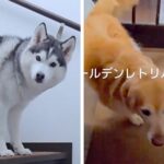 『シャンプーしようか』と2匹の大型犬に声をかけた結果→まさかの『正反対すぎる反応』が26万再生「温度差たまらん」「去っていく後ろ姿ｗ」(ブログ)