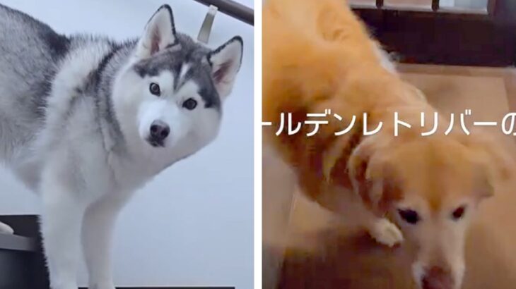 『シャンプーしようか』と2匹の大型犬に声をかけた結果→まさかの『正反対すぎる反応』が26万再生「温度差たまらん」「去っていく後ろ姿ｗ」(ブログ)