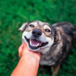 犬が最高だと思う『スキンシップ』6選　愛情を伝えるために飼い主がすべき接し方とは？(ブログ)