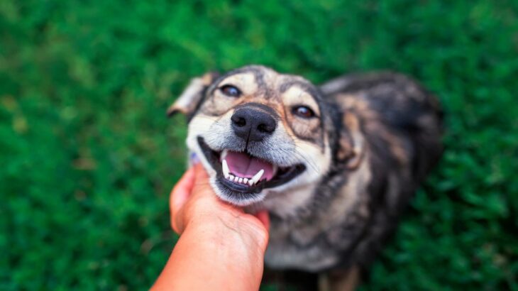 犬が最高だと思う『スキンシップ』6選　愛情を伝えるために飼い主がすべき接し方とは？(ブログ)