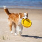 『寿命が長い犬』の特徴5選　長生きするワンコの共通点や長寿の秘訣まで(ブログ)
