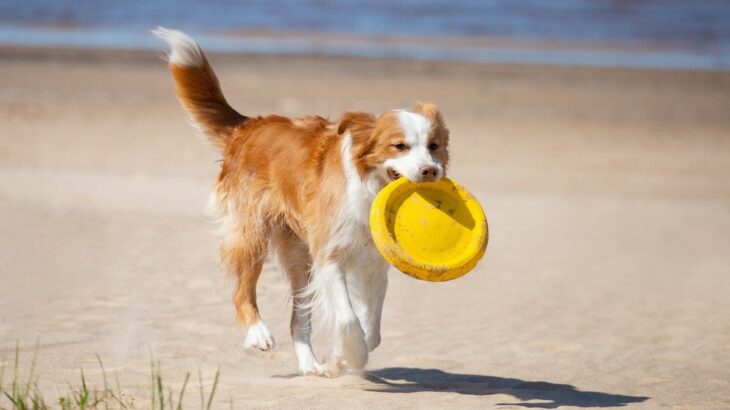 『寿命が長い犬』の特徴5選　長生きするワンコの共通点や長寿の秘訣まで(ブログ)