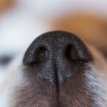 犬が『鼻をフンフンと鳴らす』心理とは？5つの気持ちと飼い主の応え方とは(ブログ)