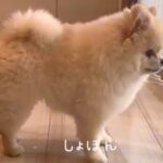 中学生の女の子がお出かけをしようとしたら、話を聞いていた犬が…全てを察して見せた『尊い行動』と結末が67万再生「お顔最高」「しょぼんｗ」(ブログ)