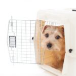 犬に『ハウス』を覚えさせるときの絶対NG行為4つ　愛犬に悪影響を与えかねない理由から正しい方法まで(ブログ)