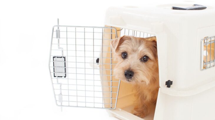犬に『ハウス』を覚えさせるときの絶対NG行為4つ　愛犬に悪影響を与えかねない理由から正しい方法まで(ブログ)