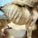 ネグレクトされ『ガリガリにやせ細った犬』を保護した結果…たった１ヶ月後→『別犬のようなビフォーアフター』に「表情すごい」「いいお顔」の声(ブログ)