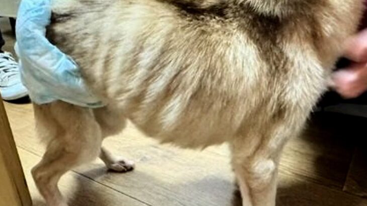 ネグレクトされ『ガリガリにやせ細った犬』を保護した結果…たった１ヶ月後→『別犬のようなビフォーアフター』に「表情すごい」「いいお顔」の声(ブログ)