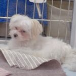 4ヶ月間売れ残り『9万円まで値下げられた犬』を飼った結果…『運命だった』と確信できる現在が72万再生「家族ができてよかった」「縁だね」(ブログ)