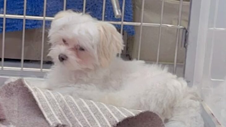 4ヶ月間売れ残り『9万円まで値下げられた犬』を飼った結果…『運命だった』と確信できる現在が72万再生「家族ができてよかった」「縁だね」(ブログ)