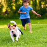 『犬を追いかけると逃げる』心理4選　嬉しそうにしてるけど、どんな気持ちなの？(ブログ)