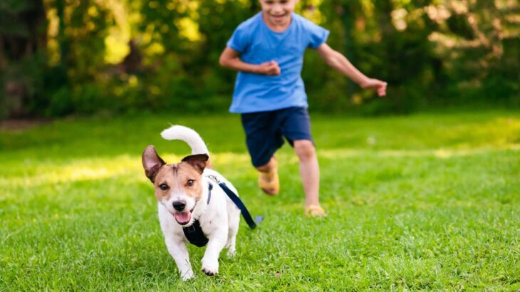 『犬を追いかけると逃げる』心理4選　嬉しそうにしてるけど、どんな気持ちなの？(ブログ)